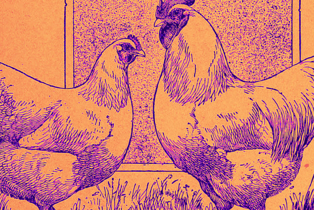 chickens art